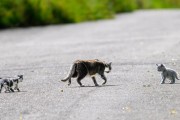 对猫咪过敏怎么办？预防与缓解全攻略