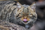 猫咪为什么不喜欢被抱？读懂猫的肢体语言
