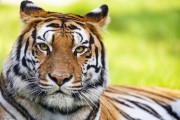 猫咪驱虫时间表：多久驱一次才合适