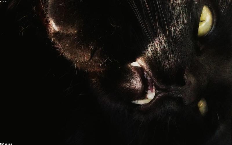 猫咪警觉的肢体语言