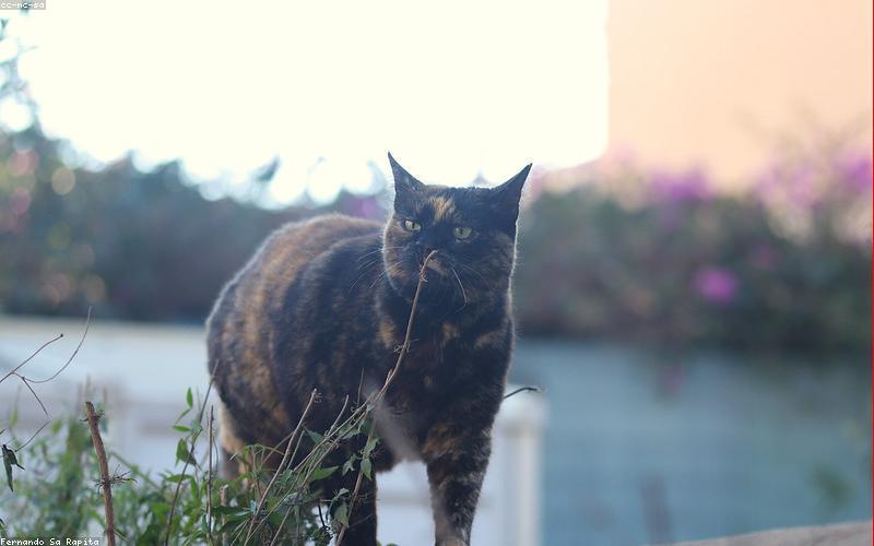 猫咪日常放松的状态