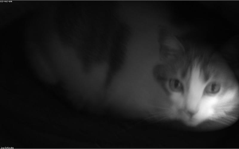 主人尝试抱猫