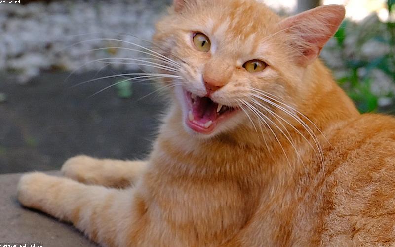 猫咪依偎在主人怀里