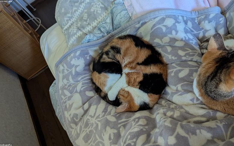 猫咪毛发与皮屑