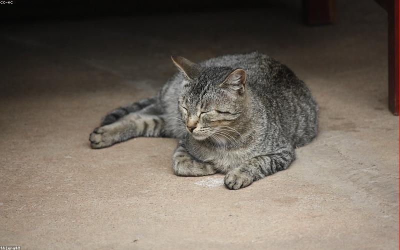猫咪健康检查