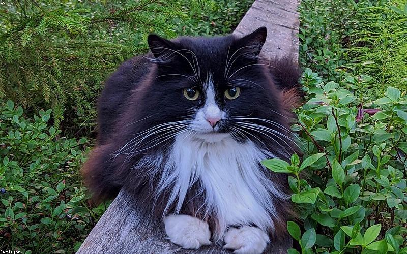 发情期焦躁的猫咪