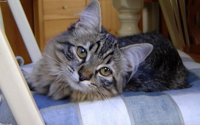 安静休息的猫咪