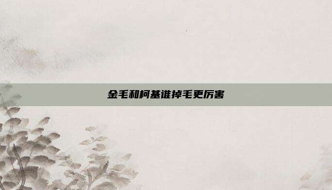 金毛和柯基谁掉毛更厉害