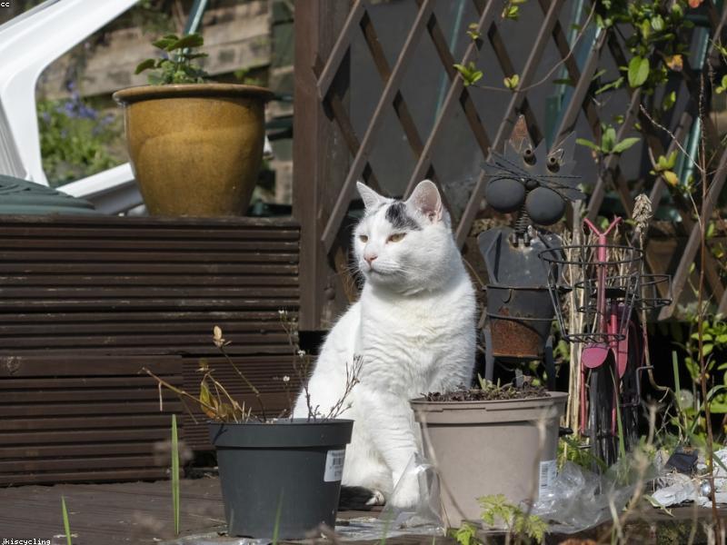 猫咪蹲坐