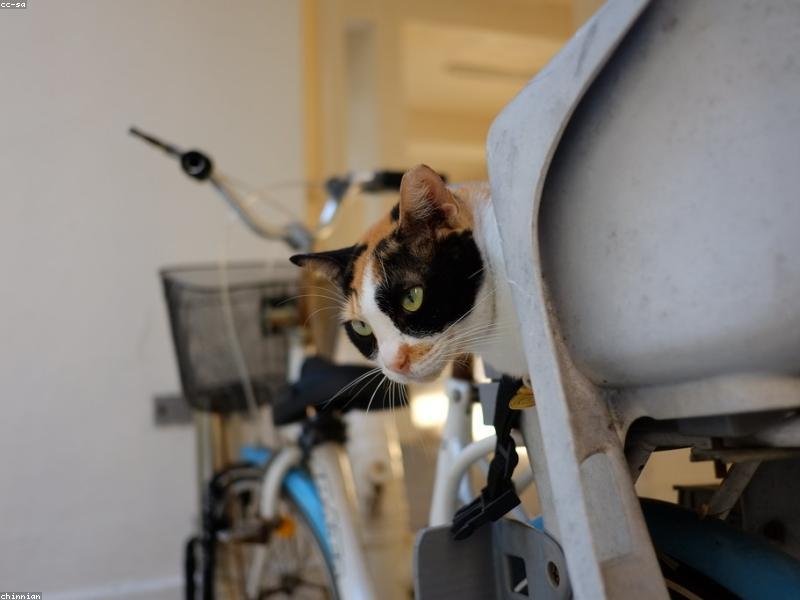 猫咪安静蹲坐