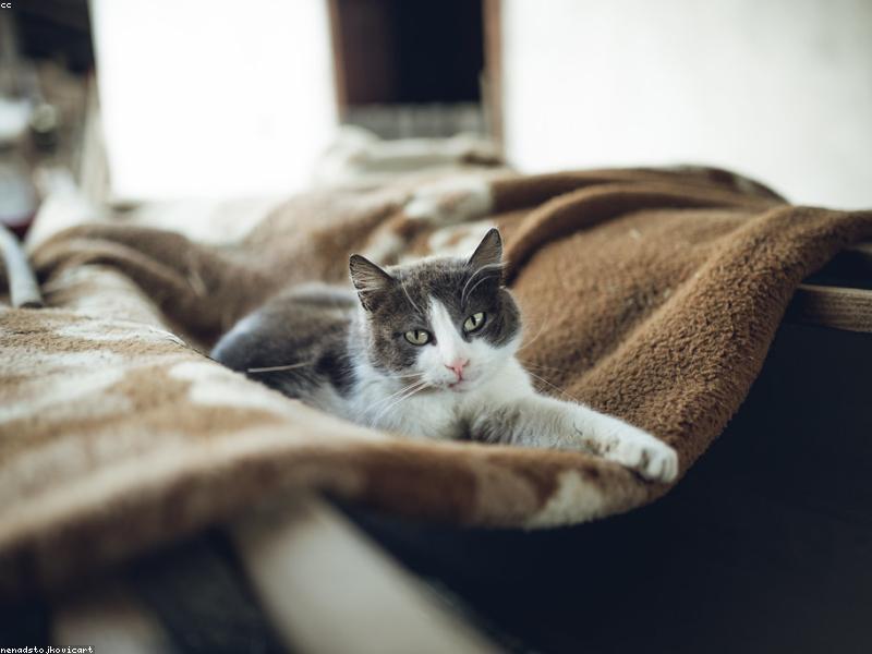 猫咪毛发护理与梳毛