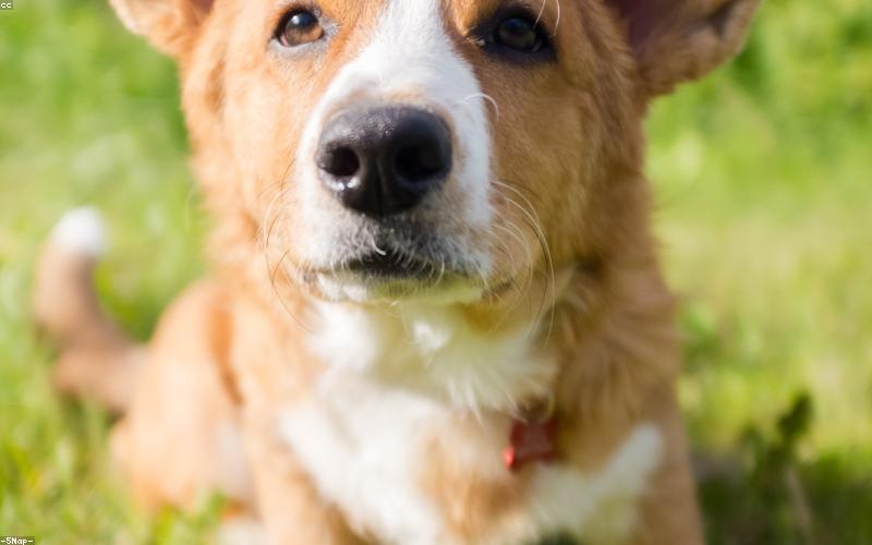 幼犬